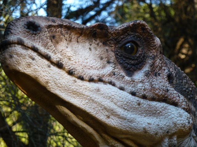 DROMAEOSAURE dinosaure carnivore