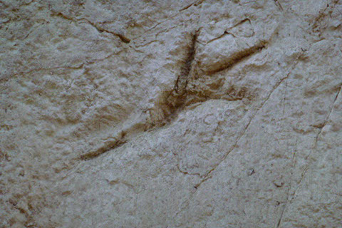 traces dinosaures musée